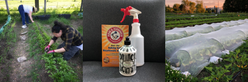 Ways to prevent plant diseases such as powdery mildew and blight include weeding, row cover, and a diluted spray of baking soda and dish soap