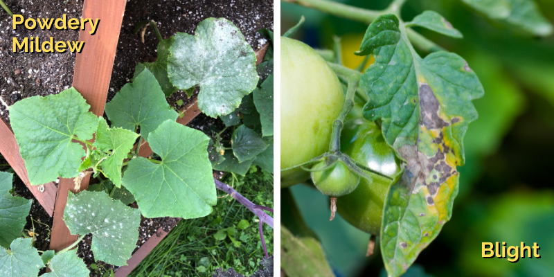 Example photos of powdery mildew and blight