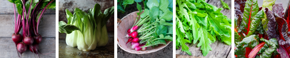 Collage of five photos: beets, bok choy, radish, greens, rainbow chard
