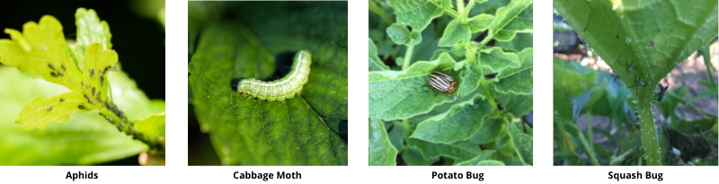 Images of bag bugs, including aphids, cabbage moth, potato bug, and squash bug