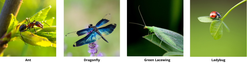 Images of good bugs, including ant, dragonfly, green lacewing, and ladybug