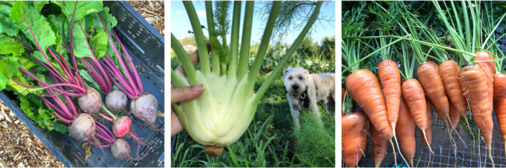 Collage of beets, fennel, and carrots