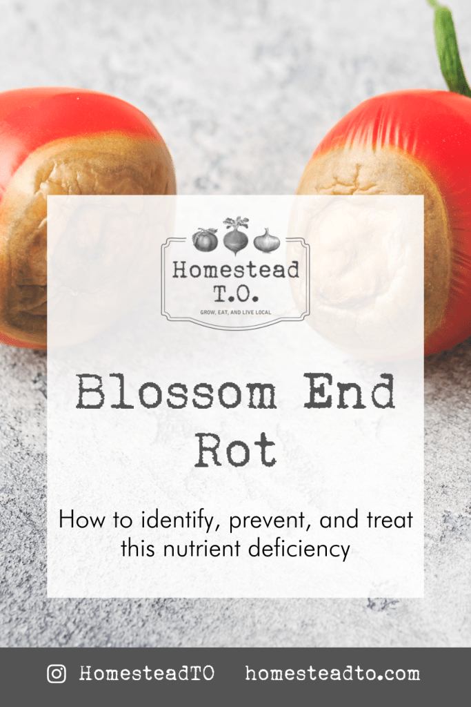 Image linked to our mini gardening guide, Blossom End Rot: how to identify, prevent, and treat this nutrient deficiency
