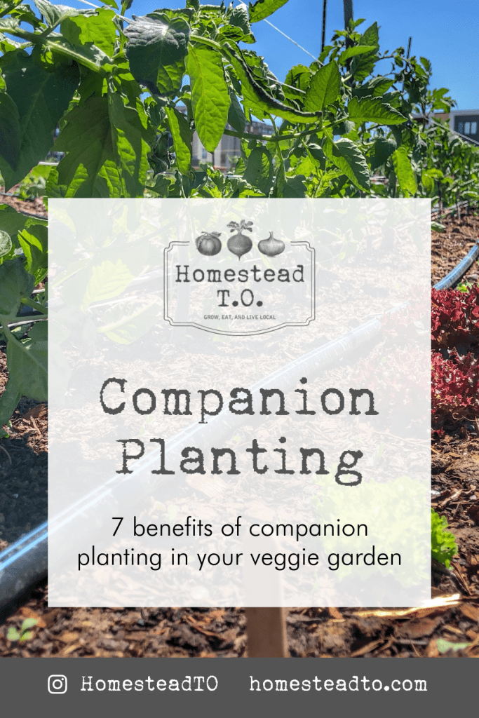 Image linked to our mini gardening guide, Companion Planting: 7 benefits of companion planting in your veggie garden