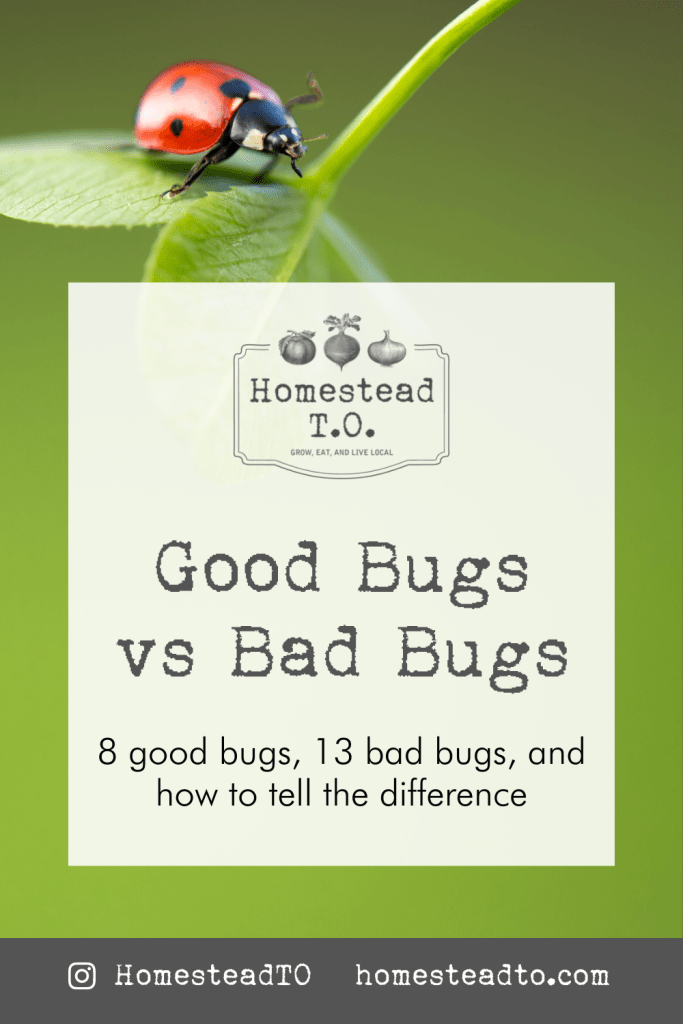 Image linked to our mini gardening guide, Good Bugs versus Bad Bugs: eight good bugs, thirteen bad bugs, and how to tell the difference