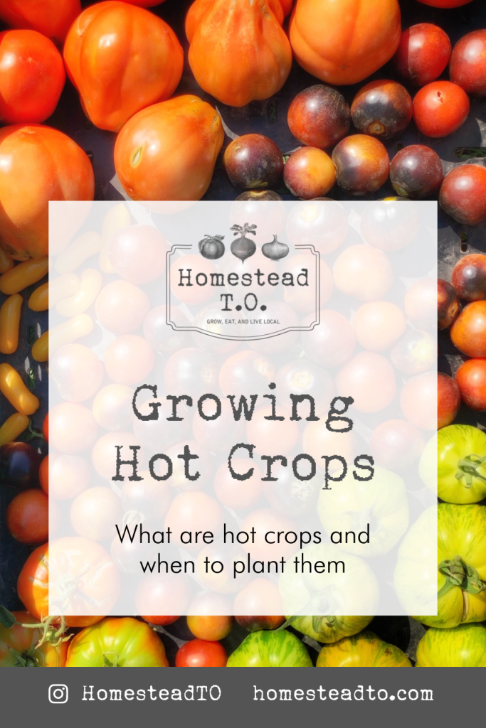 Image linked to our mini gardening guide, Growing Hot Crops: what are hot crops and when to plant them