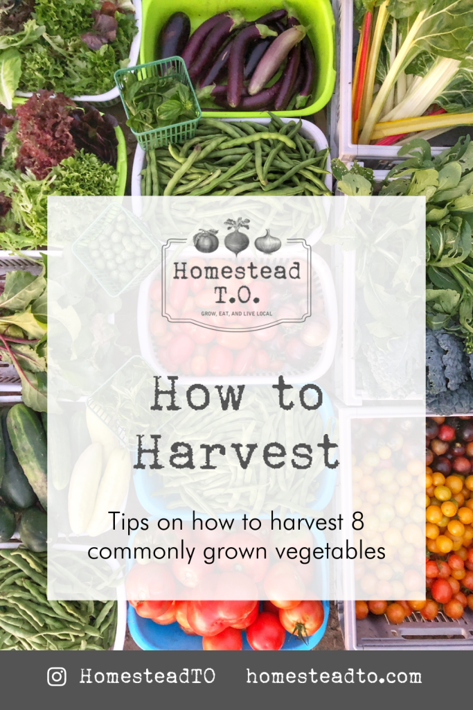 Image linked to our mini gardening guide, How to Harvest: tips on how to harvest eight commonly grown vegetables