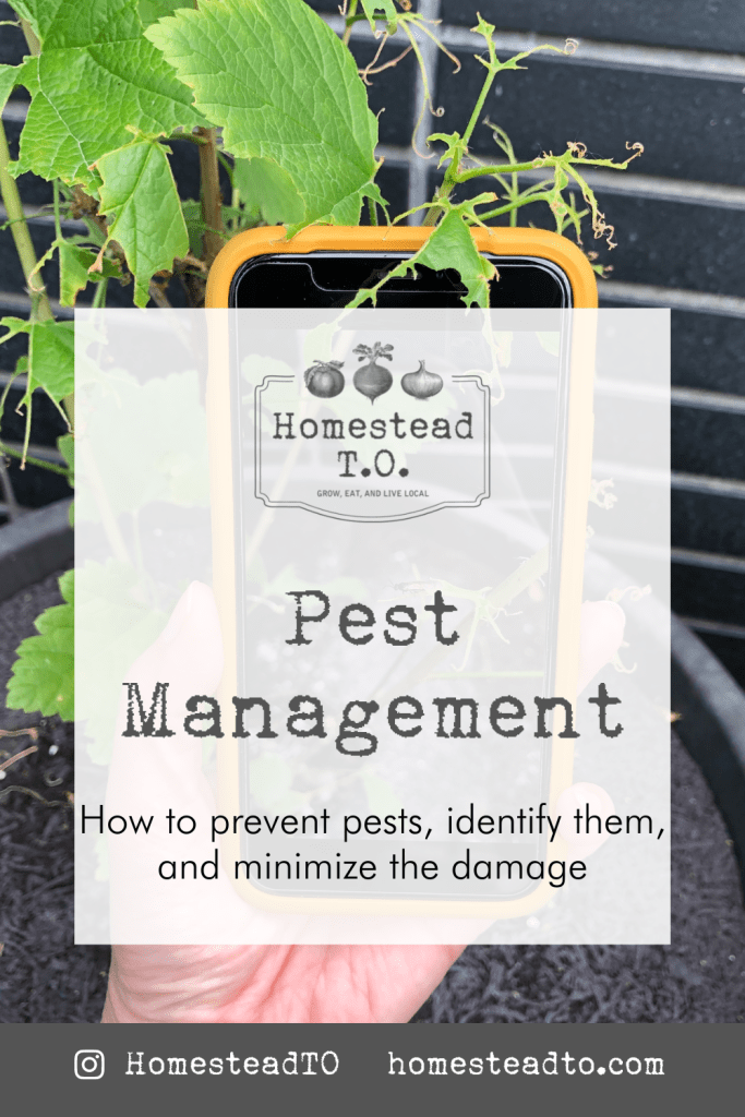 Image linked to our mini gardening guide, Pest Management: how to prevent pests, identify them, and minimize the damage
