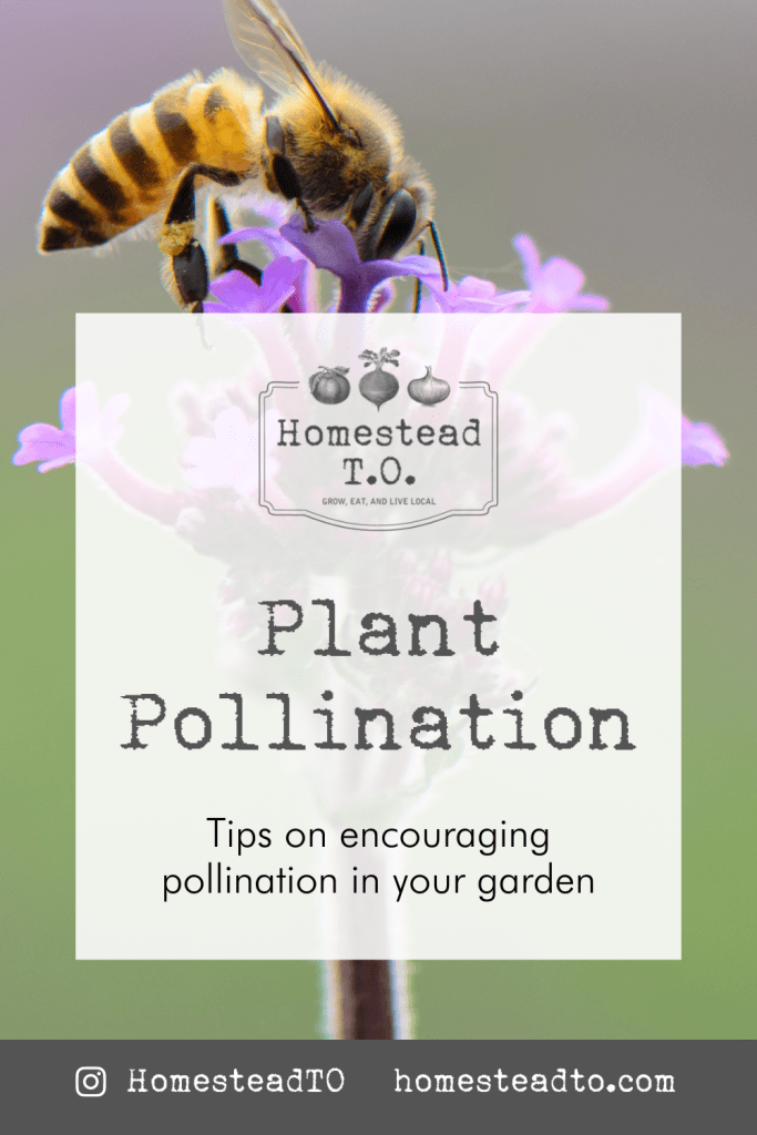 Image linked to our mini gardening guide, Plant Pollination: tips on encouraging pollination in your garden