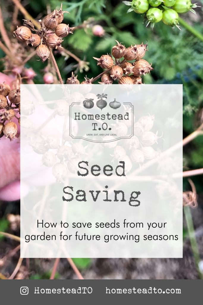 Image linked to our mini gardening guide, Seed Saving: how to save seeds from your garden for future growing seasons
