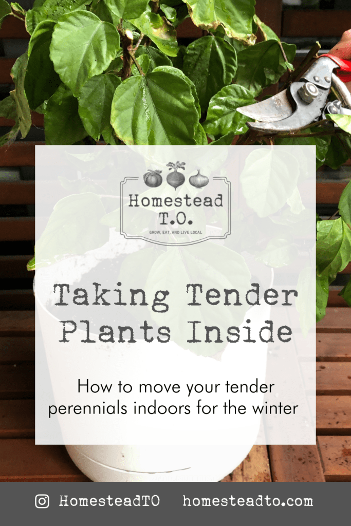 Image linked to our mini gardening guide, Taking Tender Plants Inside: how to move your tender perennials indoors for the winter