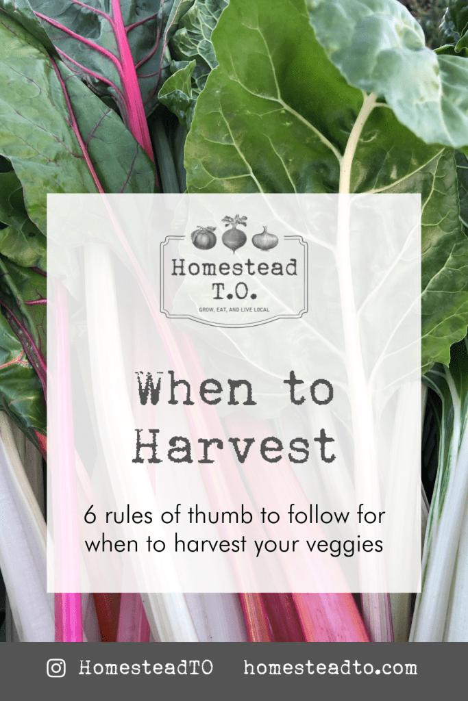 Image linked to our mini gardening guide, When to Harvest: six rules of thumb to follow for when to harvest your veggies