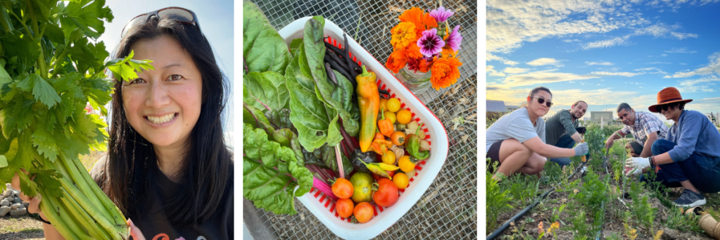 Collage of three photos: Homestead T.O. instructor holding a bunch of harvested celery, a basket of vegetables, and four students gardening together