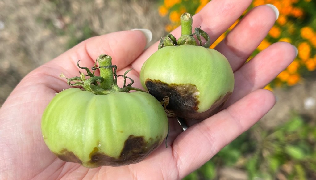 Two tomatoes with blossom end rot