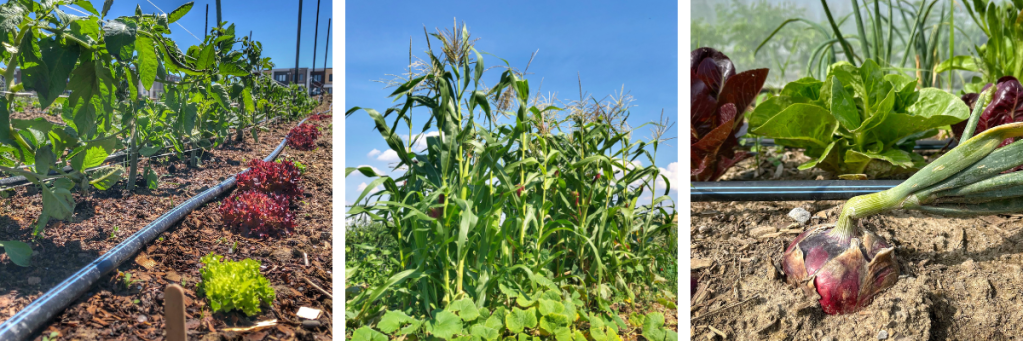 Collage of three photos: tomatoes and lettuce, corn and squash, lettuce and onions