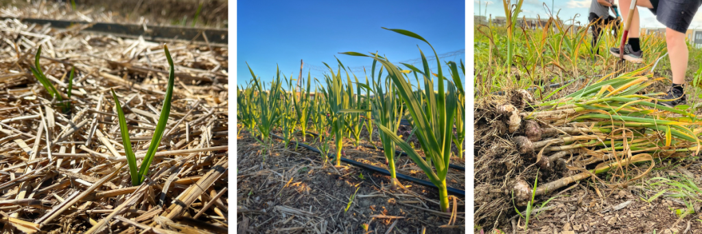 Collage of three photos: garlic sprouting out of the mulch, garlic growing strong, harvested garlic