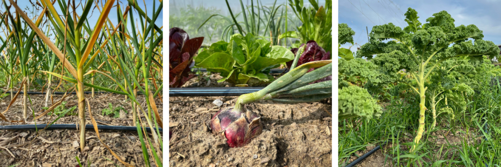 Collage of three photos with signs that indicate harvest readiness: garlic with lower leaves died back, onion with leaves flopped over, lower leaves of kale harvested first